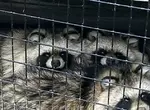 《日本妖怪：化狸》其實是兩隻合體後的產物？動物園意外揭露牠的真面目