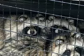 《日本妖怪：化狸》其實是兩隻合體後的產物？動物園意外揭露牠的真面目