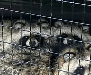 《日本妖怪：化狸》其實是兩隻合體後的產物？動物園意外揭露牠的真面目