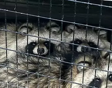 《日本妖怪:化狸》其實是兩隻合體後的產物?動物園意外揭露牠的真面目
