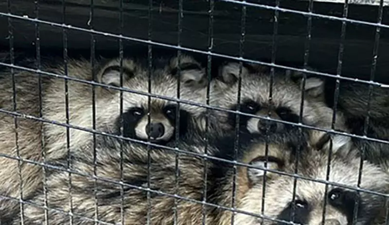 《日本妖怪:化狸》其實是兩隻合體後的產物?動物園意外揭露牠的真面目 《日本妖怪:化狸》其實是兩隻合體後的產物?動物園意外揭露牠的真面目