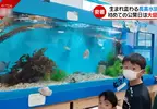 《長濱高中水族館》全國唯一開在學校內的水族館，社團活動選水族館部的話就可以在這裡工作唷