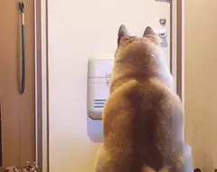 等待父親回家的柴柴 感動的一則推文小故事吸引1700萬網友觀看 等待父親回家的柴柴 感動的一則推文小故事吸引1700萬網友觀看