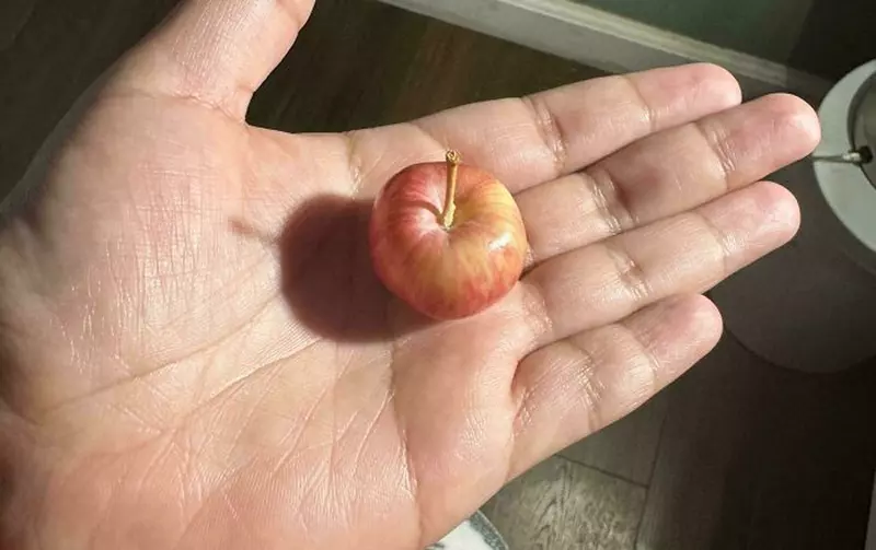 網友分享《各種園藝蔬果的NG收成》上網分享原來跟我依樣收成慘烈的人還不少 網友分享《各種園藝蔬果的NG收成》上網分享原來跟我依樣收成慘烈的人還不少