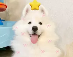 社群風潮《把毛孩PS成聖誕樹的樣子》12月的剛開始就有著一股濃濃的耶誕氣息