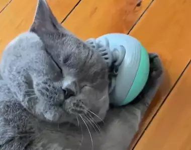 喜歡頭皮馬殺雞嚕頭的美容系貓咪 這表情一看就知道舒服到受不了