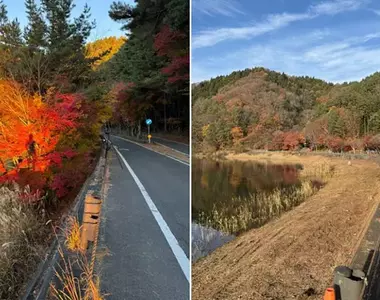 《富士山紅葉砍光光》日本攝影師發文控訴 引發贊成與反對砍樹派的激烈議論……