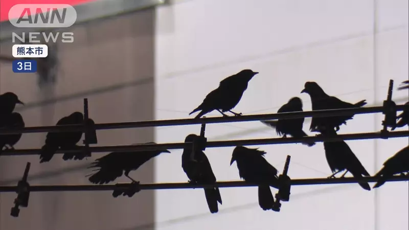 從中國飛往日本過冬的烏鴉問題 數量龐大到滿地都是便便，行人跟店家都苦不堪言