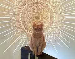 《有話想說的貓咪》我會把一切真相告訴你 日本飼主分享這種照片大流行