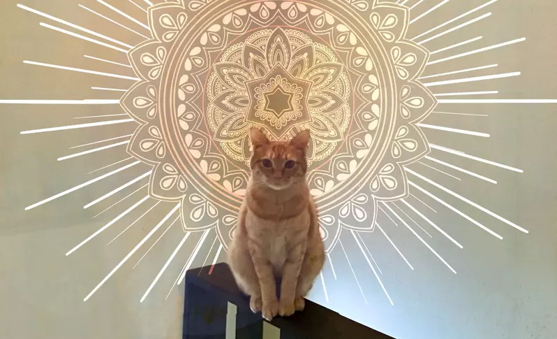 《有話想說的貓咪》我會把一切真相告訴你 日本飼主分享這種照片大流行