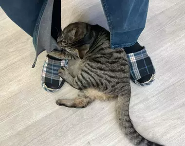 《貓咪超愛的牛仔裙》是加了什麼特別的材料嗎?其實GU官方早就給過答案了