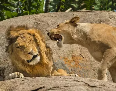《尼康趣味野生動物攝影競賽》2024年度入選最終選拔以及優勝的冠軍照片出爐