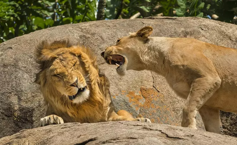 《尼康趣味野生動物攝影競賽》2024年度入選最終選拔以及優勝的冠軍照片出爐