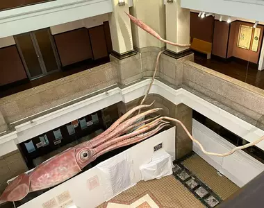 日本國立科學博物館展出《原寸大小的大王烏賊》如果深海裡全是這種東西,真的會激起人們的深海恐懼症