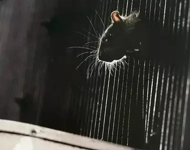 【閱覽注意】街邊老鼠攝影 專拍大家看到會嚇一跳的動物，而且人氣高到還能推出寫真跟專屬月曆