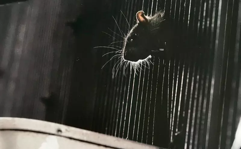 【閱覽注意】街邊老鼠攝影 專拍大家看到會嚇一跳的動物,而且人氣高到還能推出寫真跟專屬月曆 【閱覽注意】街邊老鼠攝影 專拍大家看到會嚇一跳的動物,而且人氣高到還能推出寫真跟專屬月曆