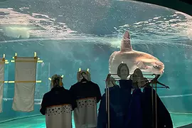 《不甘寂寞的翻車魚》水族館整修沒有遊客上門 館方出奇招讓牠打起精神