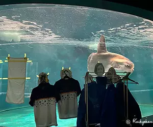 《不甘寂寞的翻車魚》水族館整修沒有遊客上門 館方出奇招讓牠打起精神