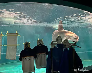 《不甘寂寞的翻車魚》水族館整修沒有遊客上門 館方出奇招讓牠打起精神