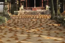 日本神社出現神祕土丘《新年傳統：砂餅》這是鼴鼠大軍出動的痕跡嗎？