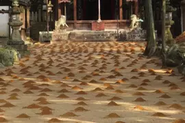 日本神社出現神祕土丘《新年傳統：砂餅》這是鼴鼠大軍出動的痕跡嗎？