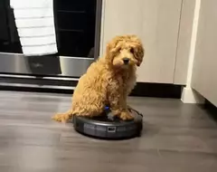 愛上了掃地機器人的狗 在家裡直接把它當成專屬載具來移動~超級鬧 愛上了掃地機器人的狗 在家裡直接把它當成專屬載具來移動~超級鬧