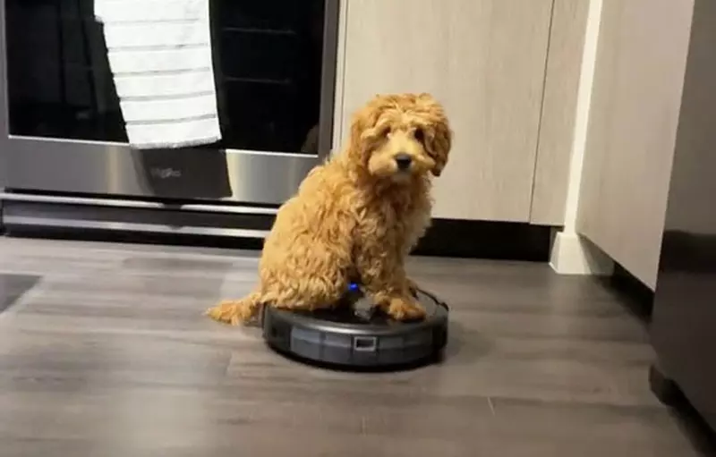 愛上了掃地機器人的狗 在家裡直接把它當成專屬載具來移動~超級鬧 愛上了掃地機器人的狗 在家裡直接把它當成專屬載具來移動~超級鬧