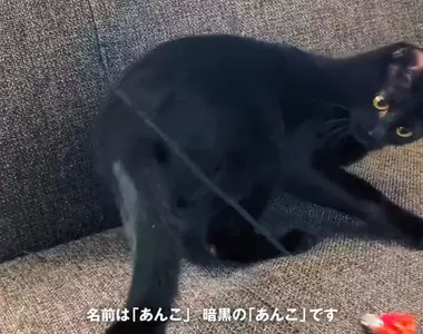 《超愛黑色的日本研究者》開的車和穿的衣服都要是黑色 連心愛的黑貓也命名為「暗黑」