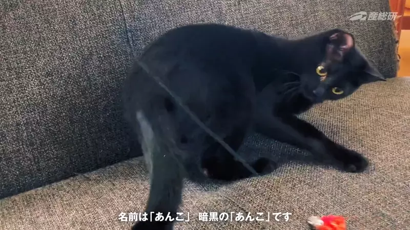 《超愛黑色的日本研究者》開的車和穿的衣服都要是黑色 連心愛的黑貓也命名為「暗黑」