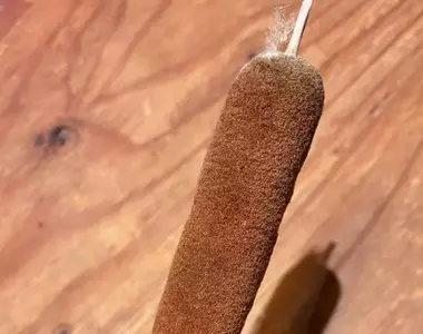 兒子意外撿到一條熱狗 奇怪的形狀讓母親上threads發問這是什麼東東?