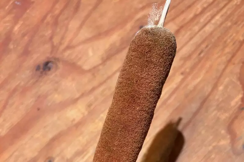 兒子意外撿到一條熱狗 奇怪的形狀讓母親上threads發問這是什麼東東？