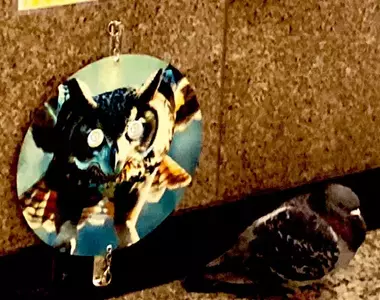 《新宿車站驅鴿法》搬出天敵的圖片嚇嚇牠們 實驗三個月的結果是……