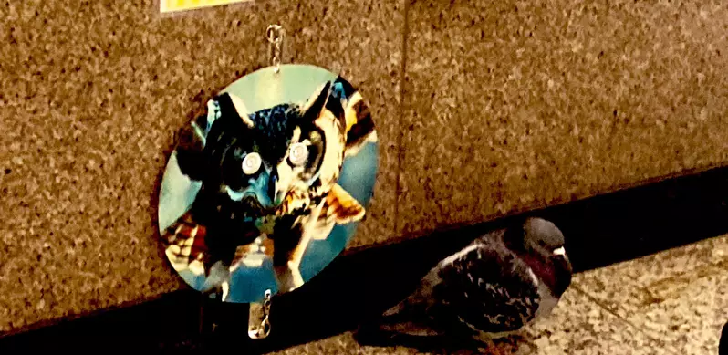 《新宿車站驅鴿法》搬出天敵的圖片嚇嚇牠們 實驗三個月的結果是…… 《新宿車站驅鴿法》搬出天敵的圖片嚇嚇牠們 實驗三個月的結果是……