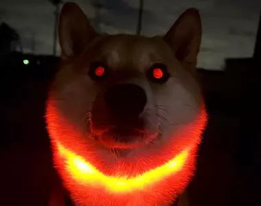 《發光狗項圈》知名YouTuber稱讚看了很開心 飼主們都來分享自家的發光狗狗了