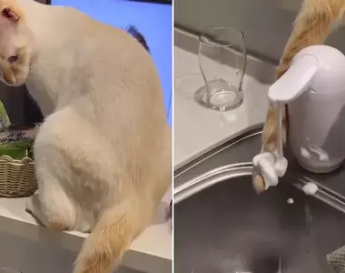 為什麼家裡的洗手液用得這麼快 找到原因其實是貓一直用尾巴去弄機器