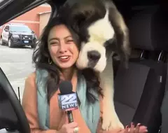 直播現場中的亂入犬特輯 毛孩真的太熱情了,導致報導過程一連串爆笑畫面發生 直播現場中的亂入犬特輯 毛孩真的太熱情了,導致報導過程一連串爆笑畫面發生