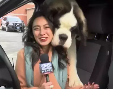 直播現場中的亂入犬特輯 毛孩真的太熱情了,導致報導過程一連串爆笑畫面發生