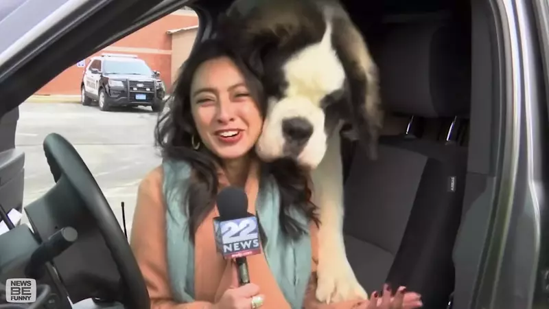 直播現場中的亂入犬特輯 毛孩真的太熱情了,導致報導過程一連串爆笑畫面發生 直播現場中的亂入犬特輯 毛孩真的太熱情了,導致報導過程一連串爆笑畫面發生