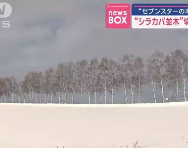 因為觀光客過多《北海道美瑛町美景白樺並木全砍光》因為受不了太多人而選擇毀掉景點