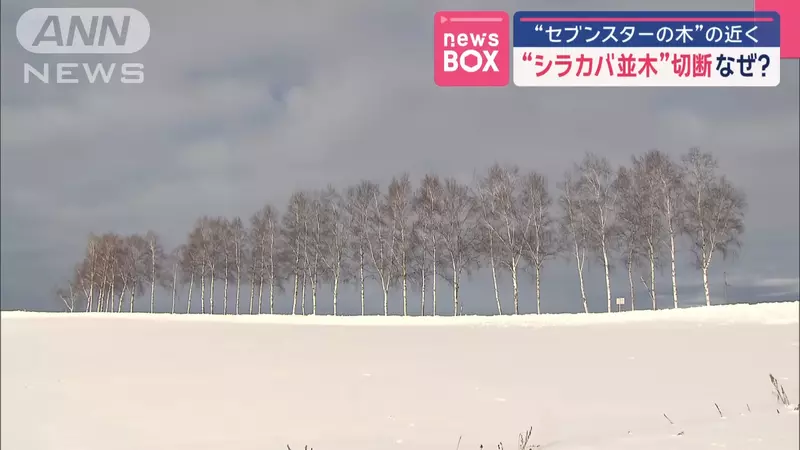 因為觀光客過多《北海道美瑛町美景白樺並木全砍光》因為受不了太多人而選擇毀掉景點 因為觀光客過多《北海道美瑛町美景白樺並木全砍光》因為受不了太多人而選擇毀掉景點