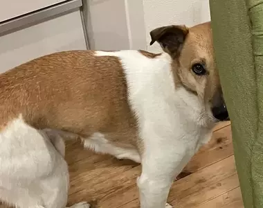 《不會偷窺的狗》不懂得為自己找掩護 該怎麼教教牠們反著躲才對呢?