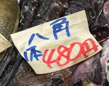 《日本北海道特色魚:八角》美味到讓人欲罷不能?住在外地的網友聽都沒聽過