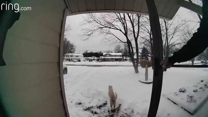 全力向院子奔跑的拉布拉多 急速衝刺的目的竟然是...幫主人咬回報紙XD