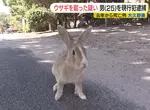 日本大久野島《兔島》的兔子非自然死亡事件 男子覺得因為〝可愛〞所以下手殺害牠們 日本大久野島《兔島》的兔子非自然死亡事件 男子覺得因為〝可愛〞所以下手殺害牠們