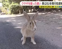 日本大久野島《兔島》的兔子非自然死亡事件 男子覺得因為〝可愛〞所以下手殺害牠們