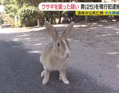 日本大久野島《兔島》的兔子非自然死亡事件 男子覺得因為〝可愛〞所以下手殺害牠們