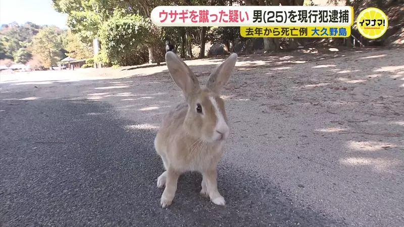 日本大久野島《兔島》的兔子非自然死亡事件 男子覺得因為〝可愛〞所以下手殺害牠們 日本大久野島《兔島》的兔子非自然死亡事件 男子覺得因為〝可愛〞所以下手殺害牠們