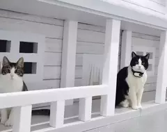 花費一萬美元替愛貓蓋房子 不但有樓中樓設計就連電視什麼的影音設備也都喘便便