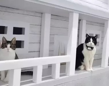 花費一萬美元替愛貓蓋房子 不但有樓中樓設計就連電視什麼的影音設備也都喘便便