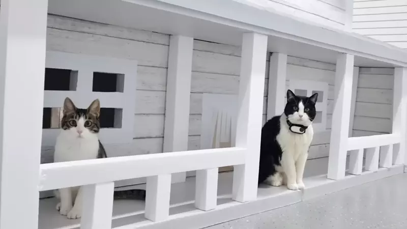 花費一萬美元替愛貓蓋房子 不但有樓中樓設計就連電視什麼的影音設備也都喘便便